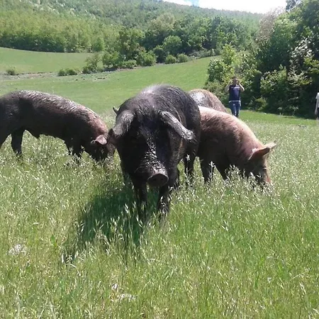 La Dimora Maiale Brado Di Pensionat Norcia