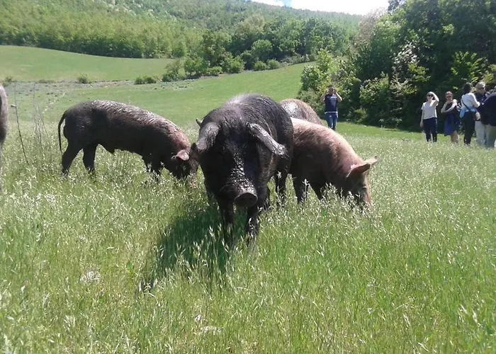 La Dimora Maiale Brado Di Affittacamere Norcia